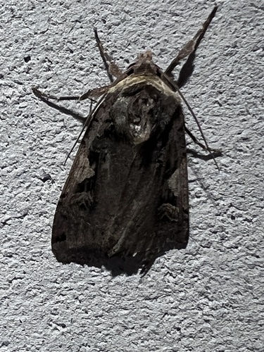 Setaceous Hebrew Character