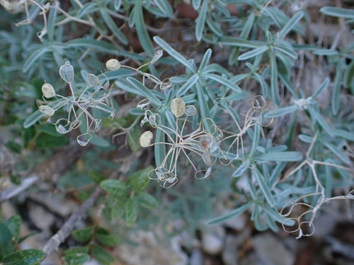 Hormathophylla spinosa, 2026-10-16