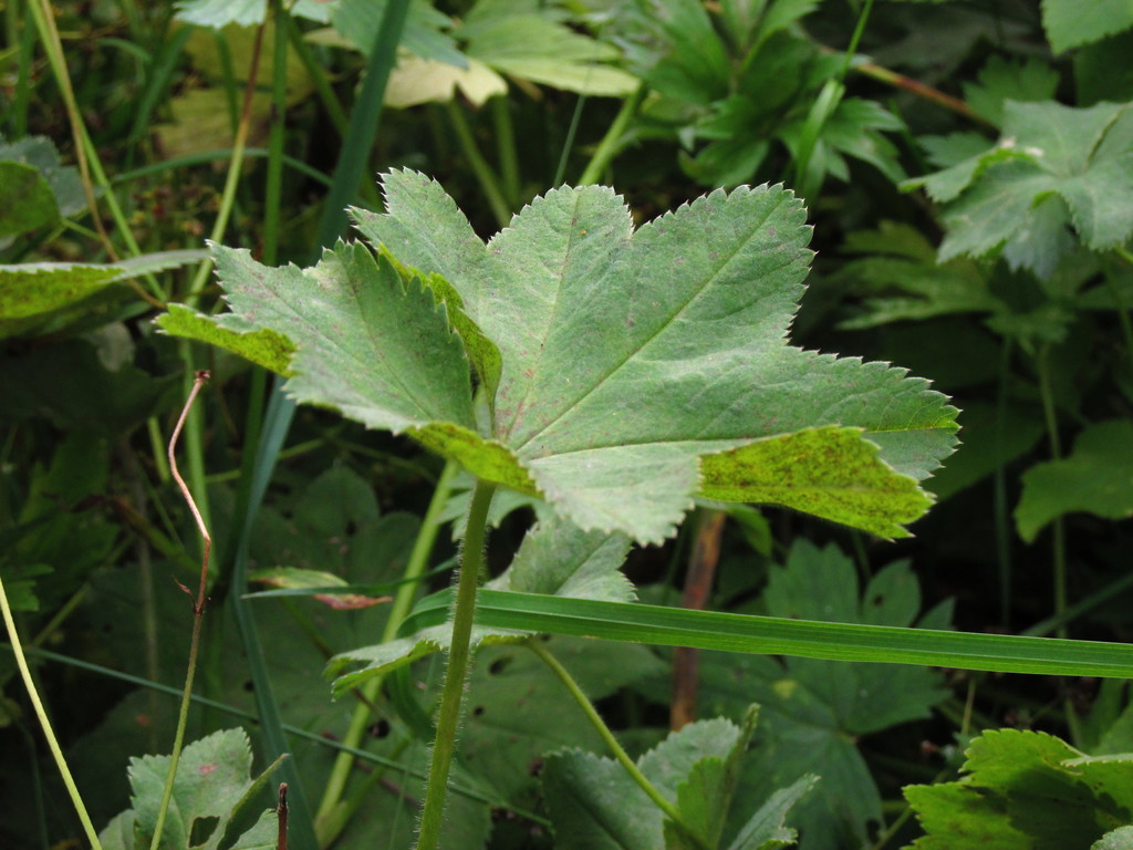 Alchemilla altaica