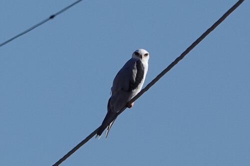 White-tailed Kite