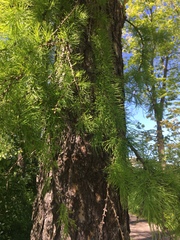 Larix decidua