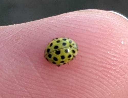 22-spot Ladybird