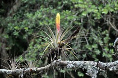 Tillandsia jaliscomonticola
