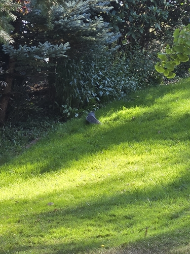 Western Gray Squirrel observed by starilie