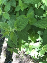 Urtica dioica