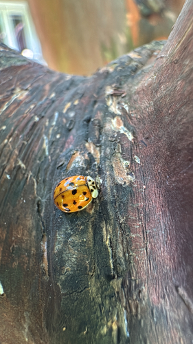 Asian Lady Beetle