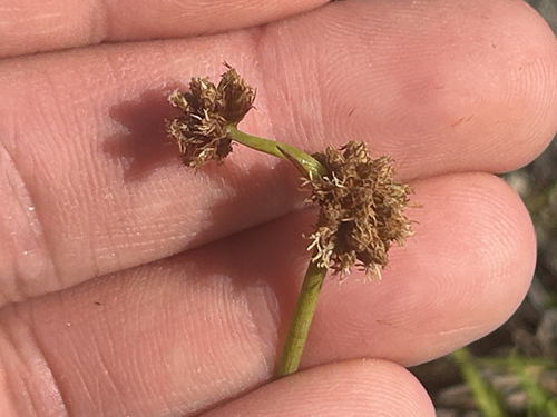 Fimbristylis cymosa observed 2026-10-16