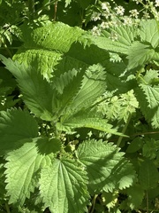 Urtica dioica