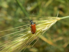 Omophlus syriacus
