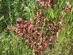 Iresine diffusa herbstii