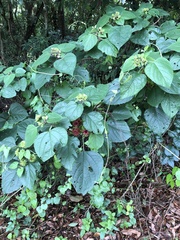 Clerodendrum canescens