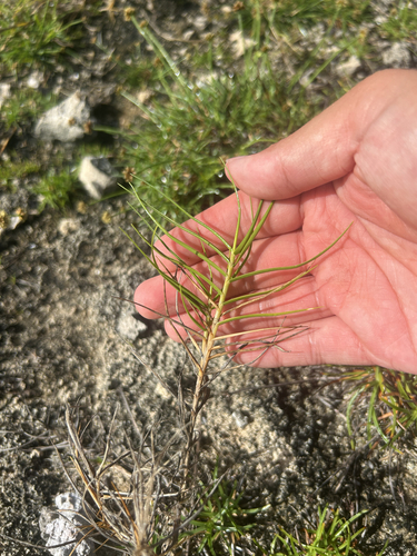 Sporobolus virginicus observed 2026-10-16