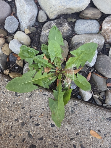 common dandelion