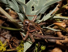 Bucephaloptera bucephala