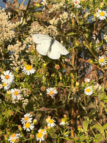 Small White