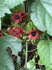 Clerodendrum canescens
