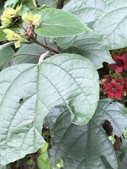 Clerodendrum canescens