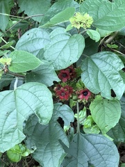 Clerodendrum canescens
