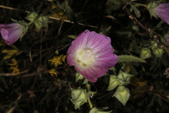 Malva punctata