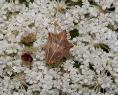 Ancyrosoma leucogrammes