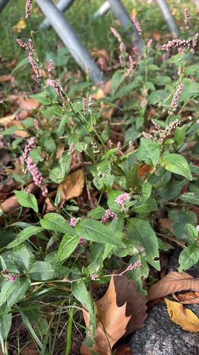 low smartweed