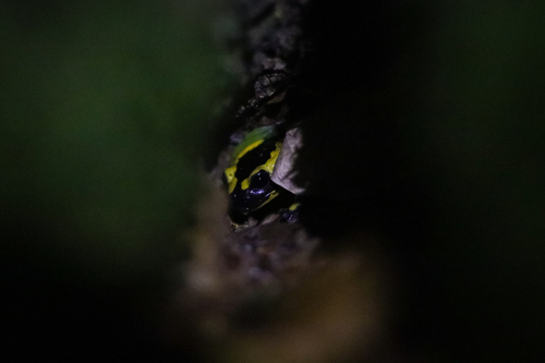 Barred Fire Salamander