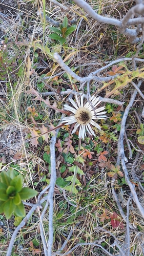 Silver Thistle