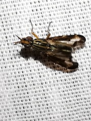 Dorycera grandis