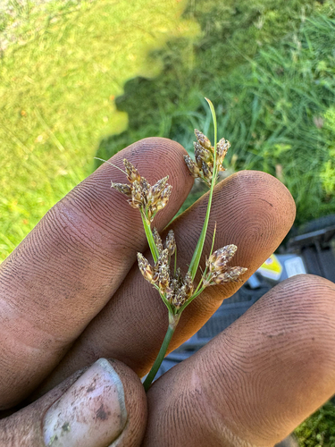 Fimbristylis dichotoma observed 2026-10-16