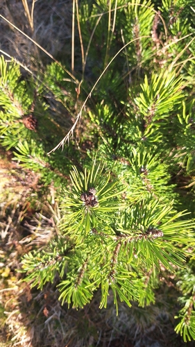 mountain pine