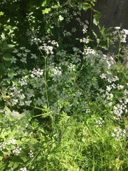 Anthriscus sylvestris