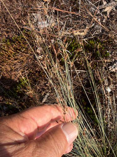 Bulbostylis capillaris observed 2026-10-16