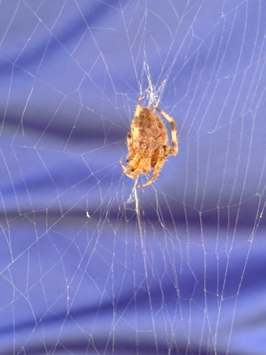 Spotted Orbweaver