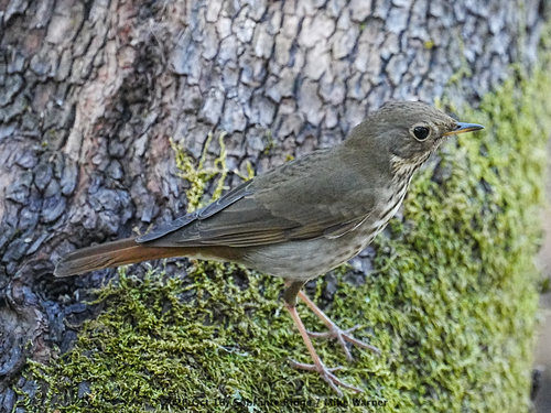 Hermit Thrush