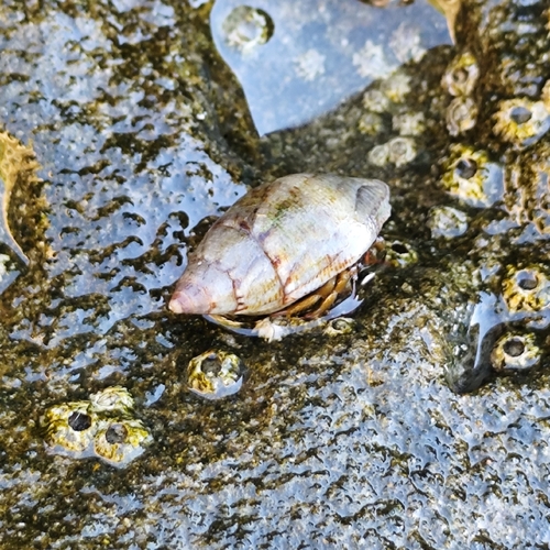 Pisania maculosa observed 2026-10-16