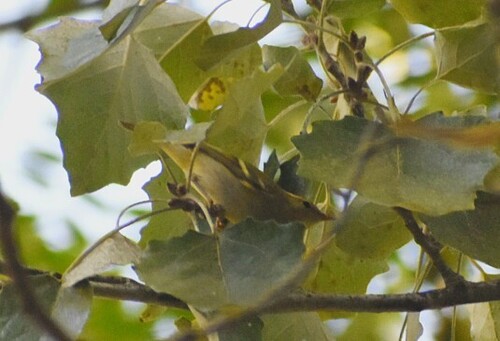 Yellow-browed Warbler