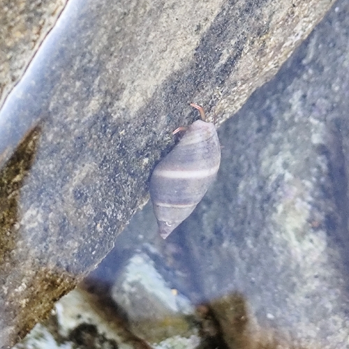 Pisania maculosa observed 2026-10-16
