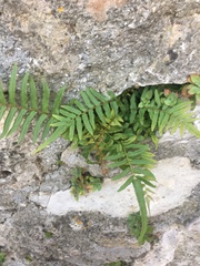 Pteris vittata