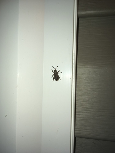 Pitch-eating Weevil photo 3