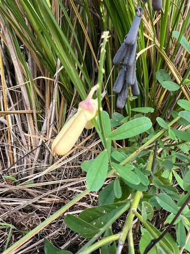 Crotalaria retusa observed 2026-10-16