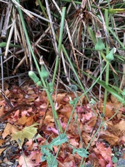 Sonchus oleraceus