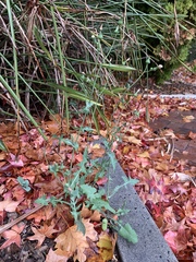 Sonchus oleraceus