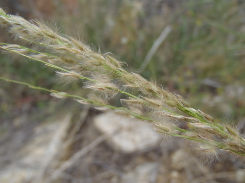 Digitaria insularis observed 2026-10-13