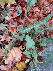 Sonchus oleraceus