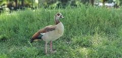 Alopochen aegyptiaca