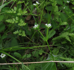 Valerianella radiata