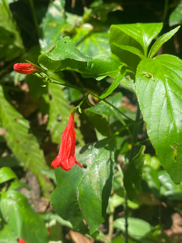 Ruellia brevifolia observed 2026-10-14