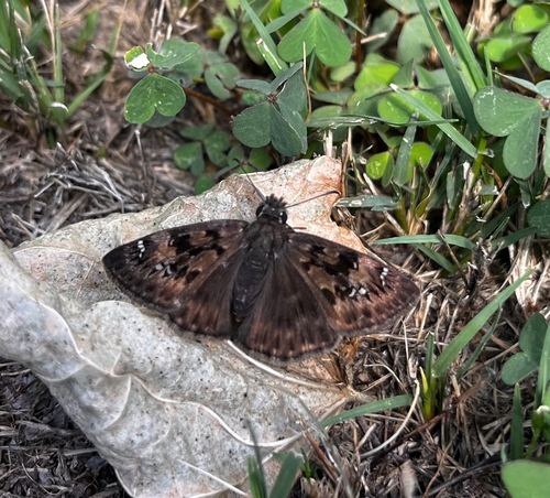 Horace's Duskywing