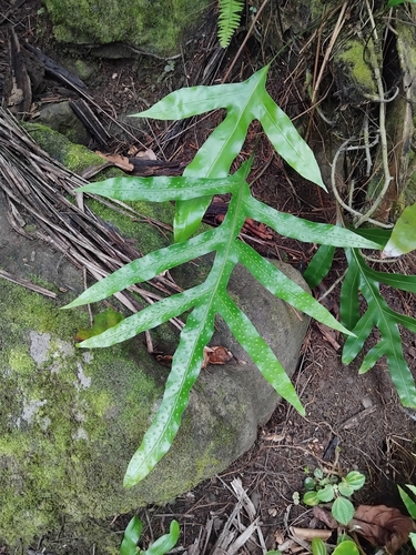 Microsorum scolopendria observed 2026-10-16