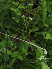 Valerianella radiata